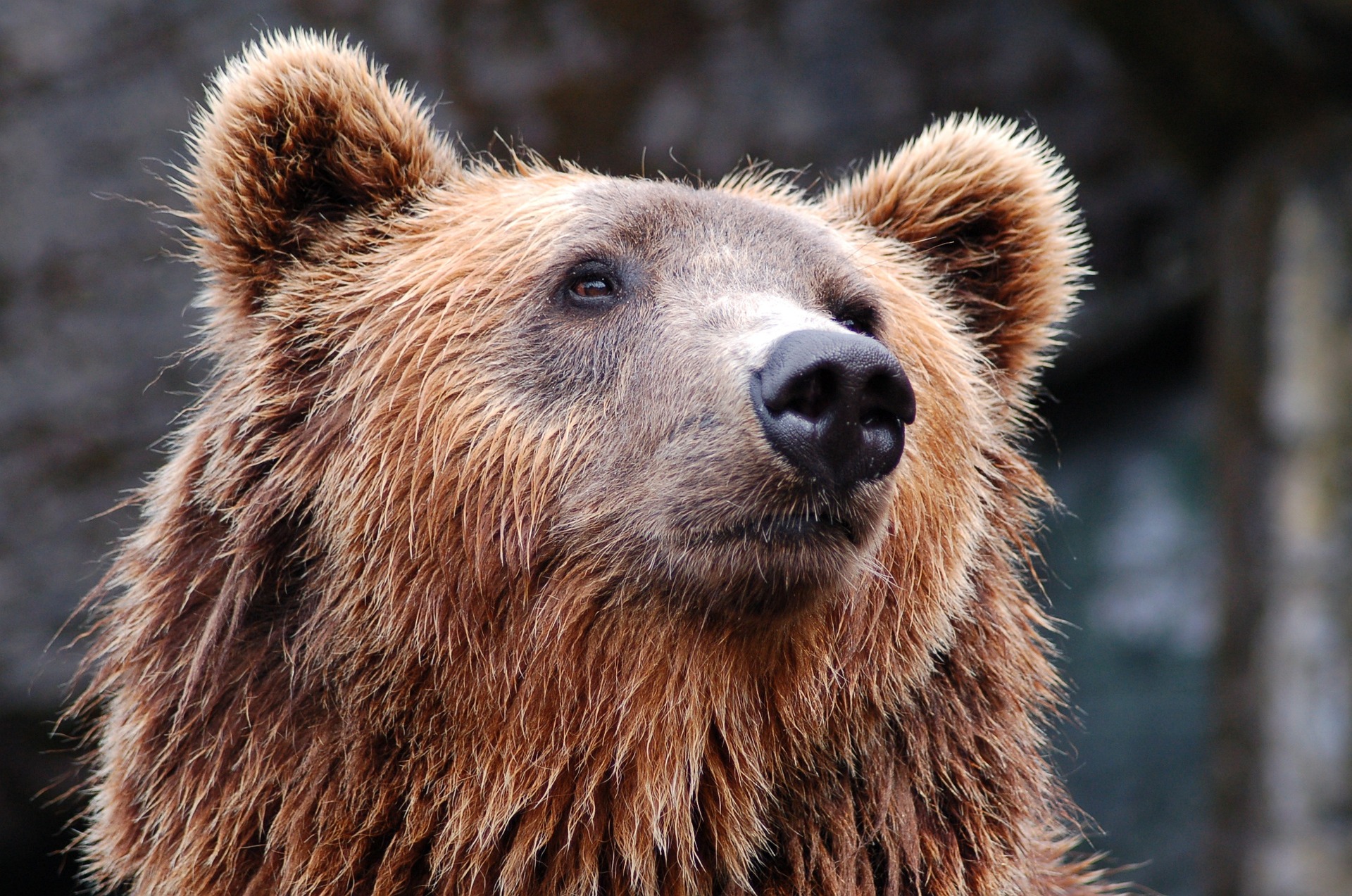 Rendkívüli helyzetet hirdettek Eperjes megyében a barnamedve előfordulása miatt