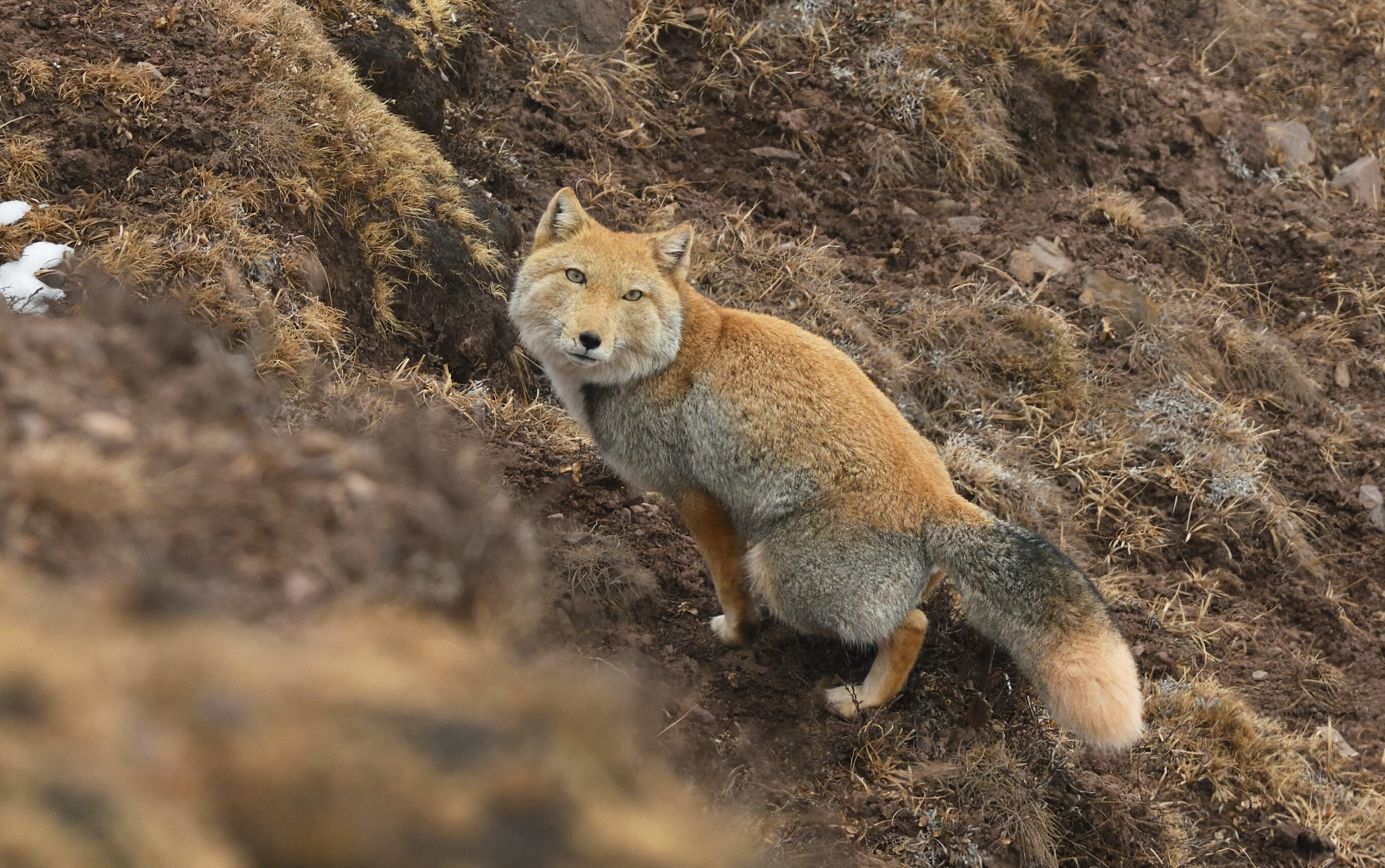 Furcsa állatok – A tibeti róka